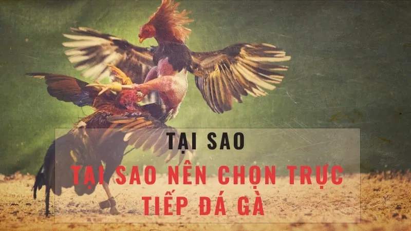 Kỹ năng và chiến thuật trong đá gà C3